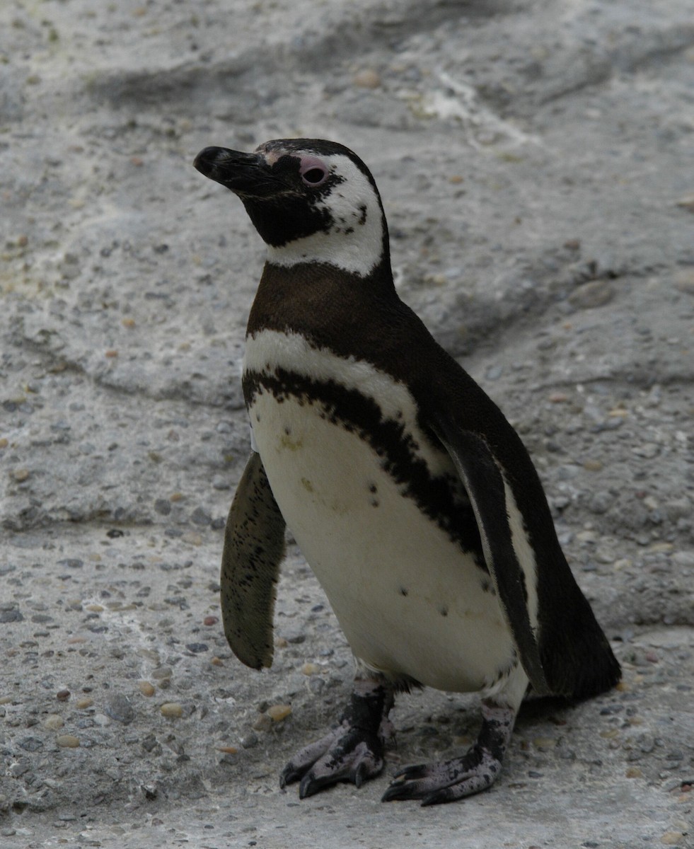 Magellanic Penguin - marvin hyett