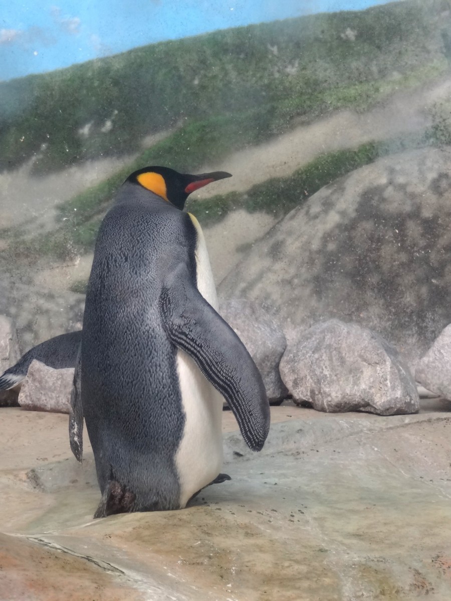 King Penguin - marvin hyett