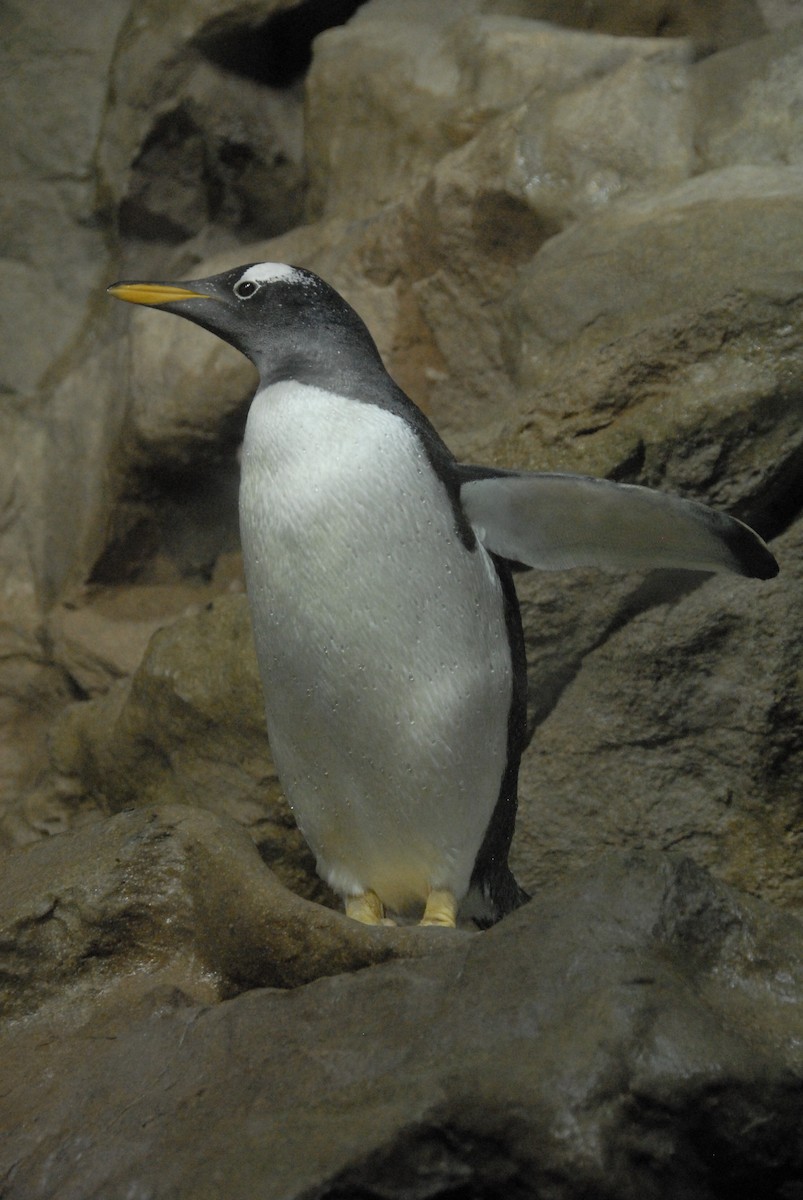 Gentoo Penguin - marvin hyett