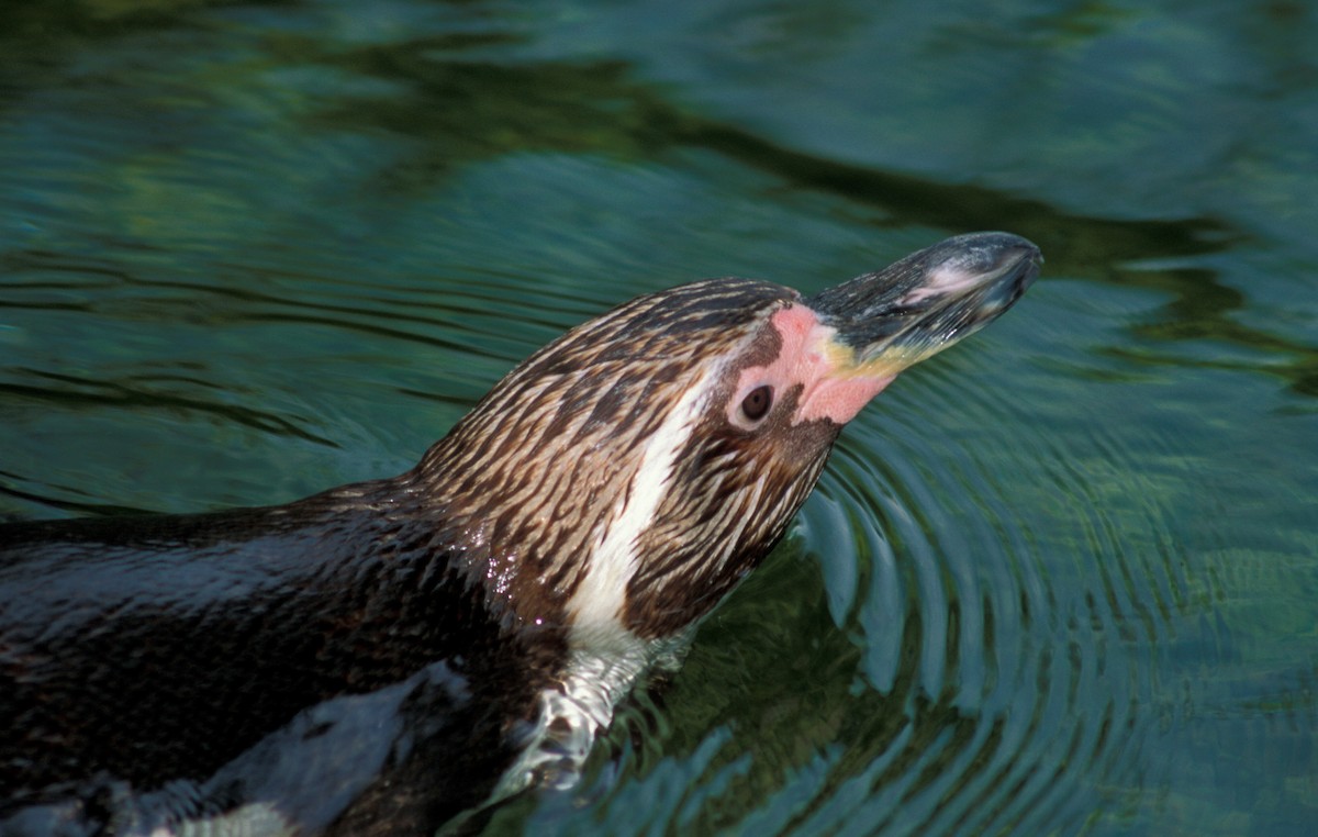 Humboldt Penguin - marvin hyett