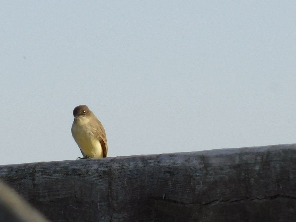 Eastern Phoebe - Suzanne Anderson