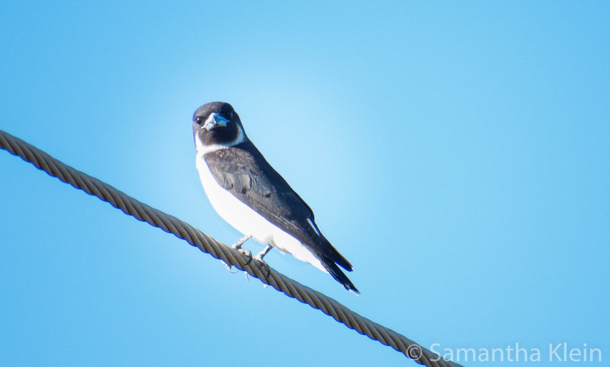 Fiji Woodswallow - ML709394