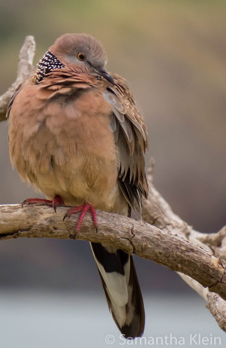 Spotted Dove (Eastern) - ML709396