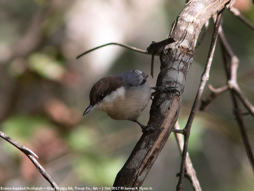 Brown-headed Nuthatch - ML70940411