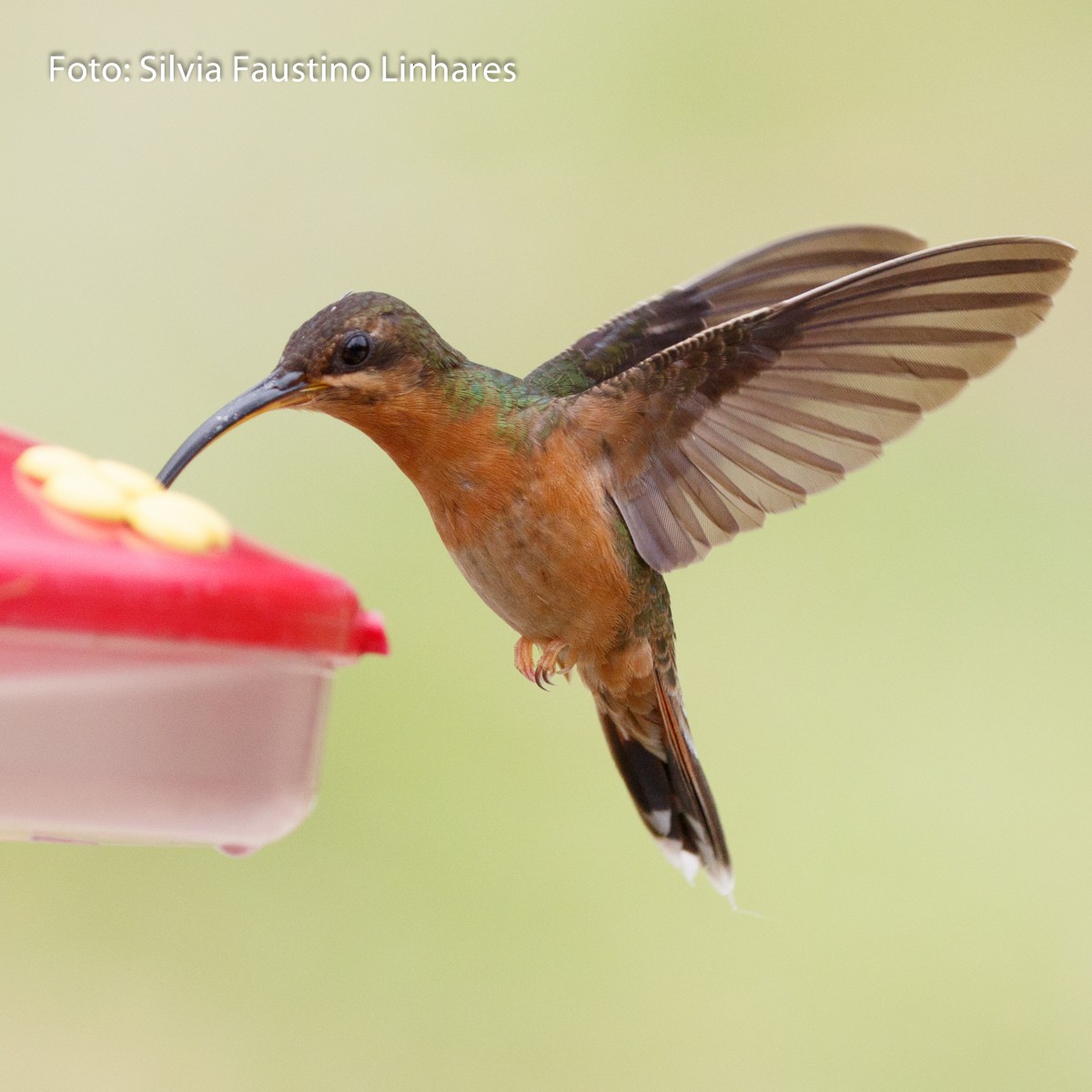 Rufous-breasted Hermit - ML70940851