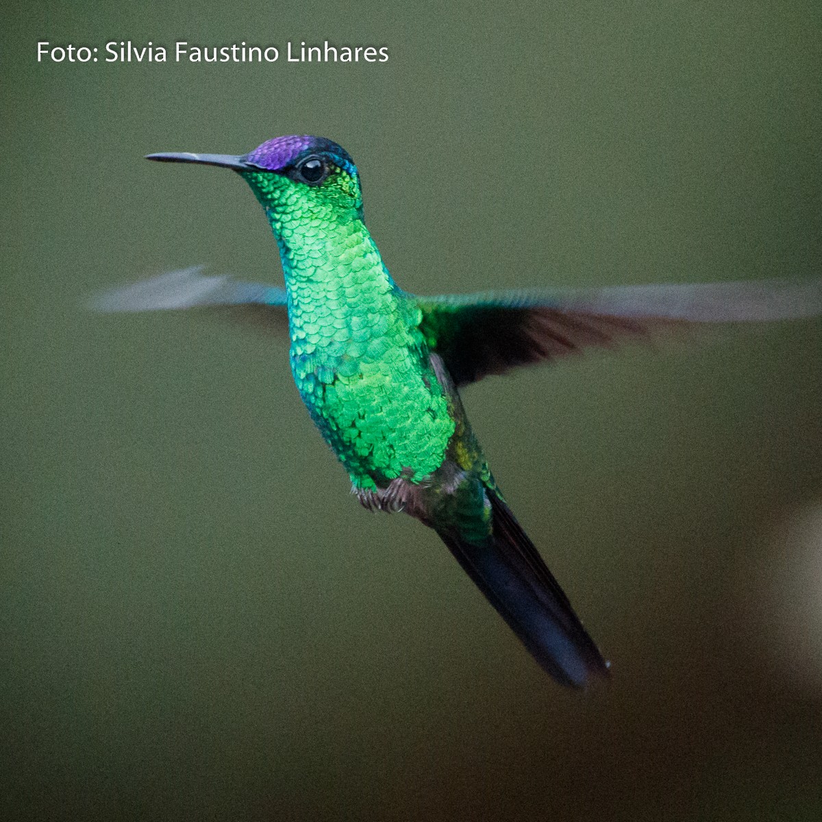 kolibřík fialovotemenný - ML70940861