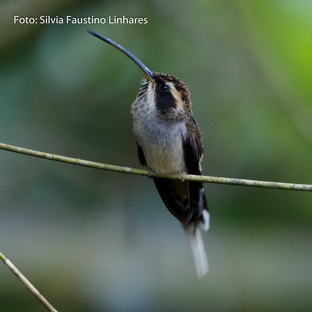 Scale-throated Hermit - ML70941051