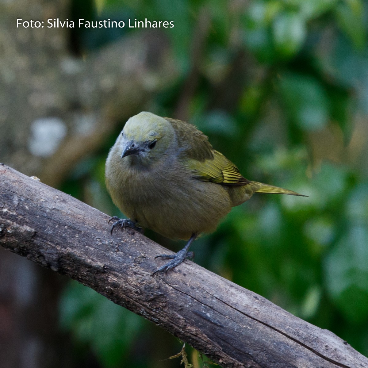 Palm Tanager - ML70941171