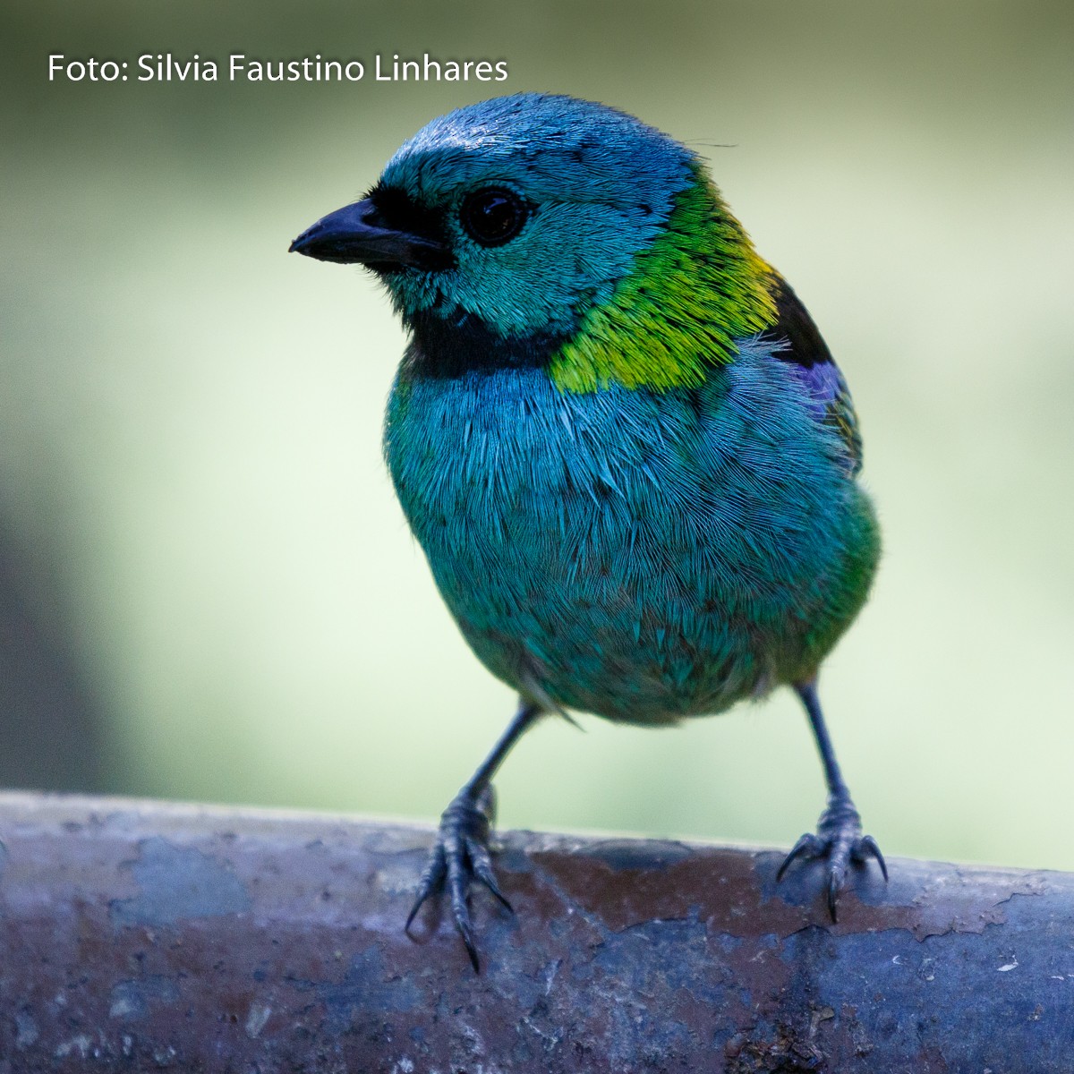 Green-headed Tanager - ML70941191