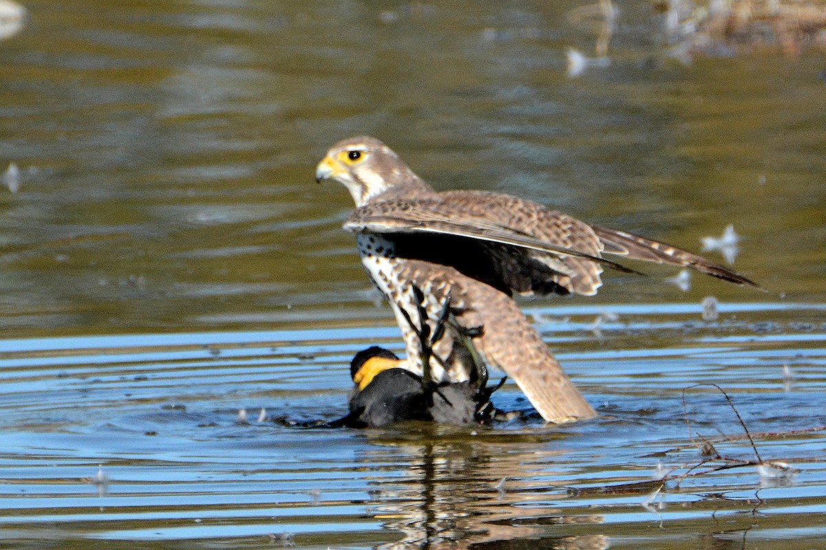 Prairie Falcon - Ed Horton