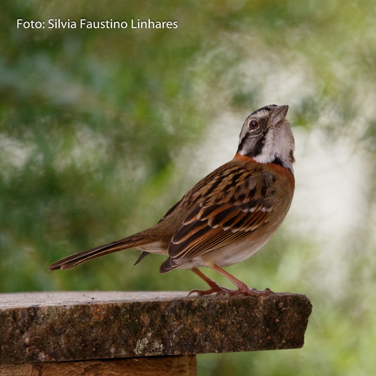 Rufous-collared Sparrow - ML70941241