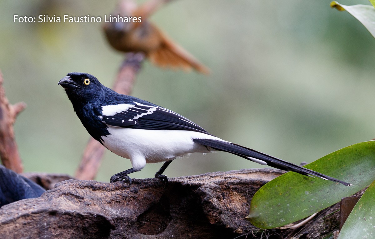 Magpie Tanager - ML70941261