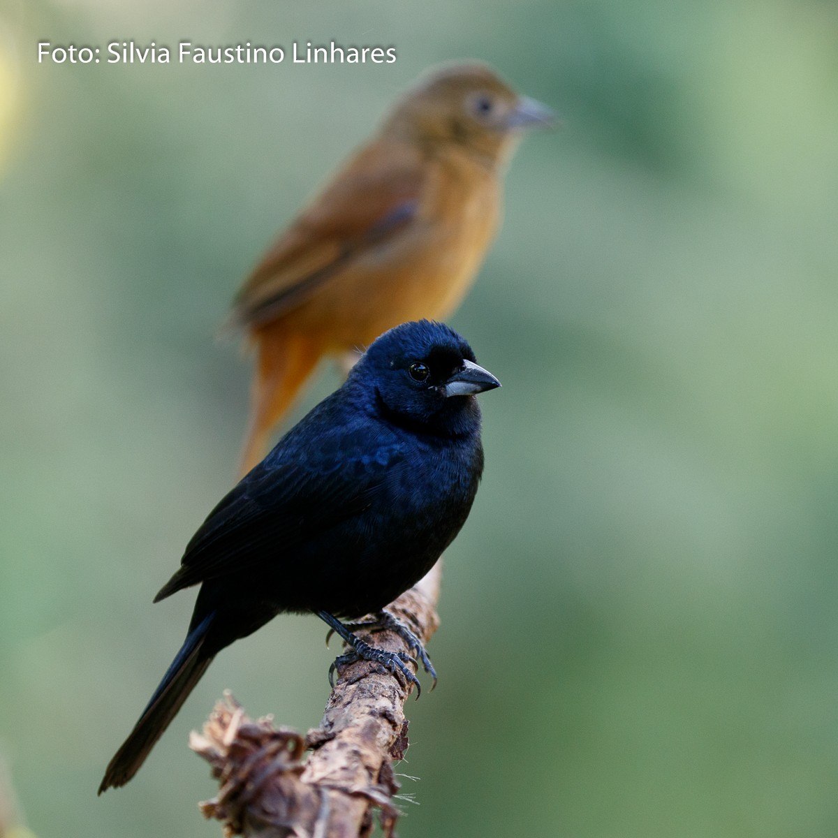 Ruby-crowned Tanager - ML70941361