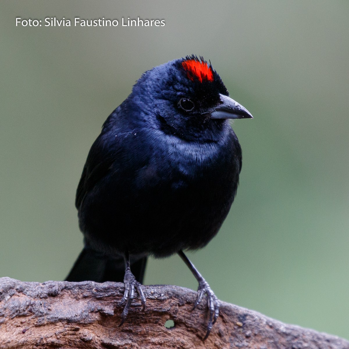 Ruby-crowned Tanager - ML70941381