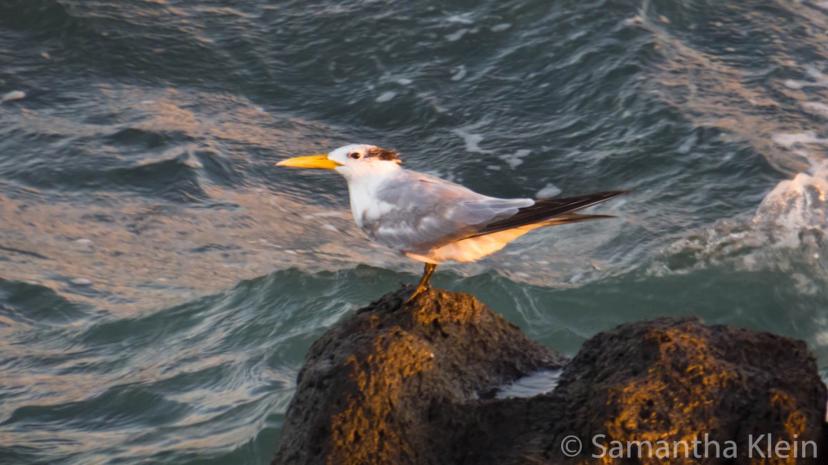 Great Crested Tern - ML709417