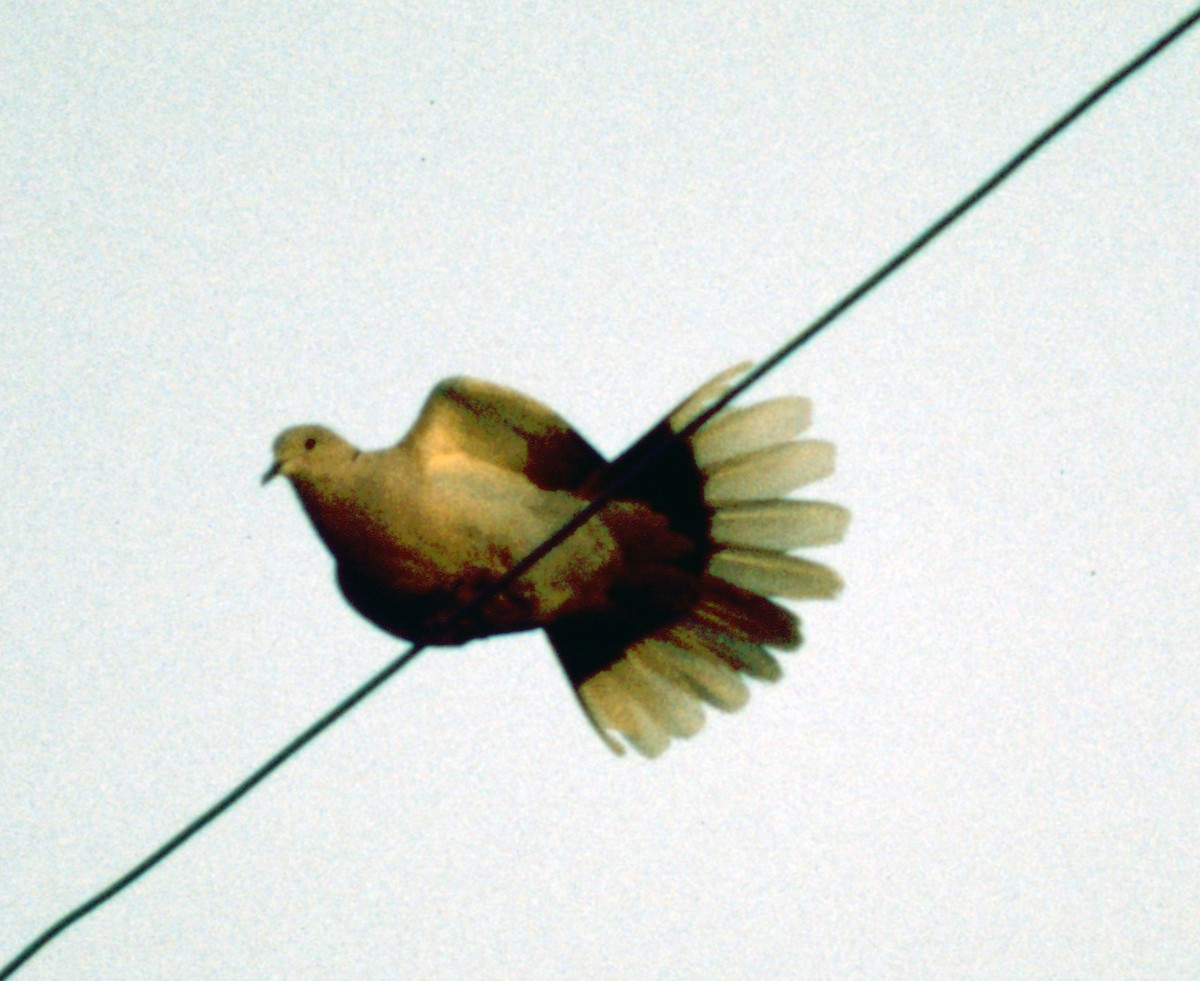 Eurasian Collared-Dove - ML70941931