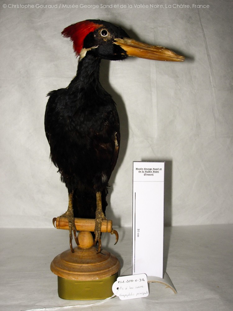 Ivory-billed Woodpecker (Northern) - Christophe Gouraud