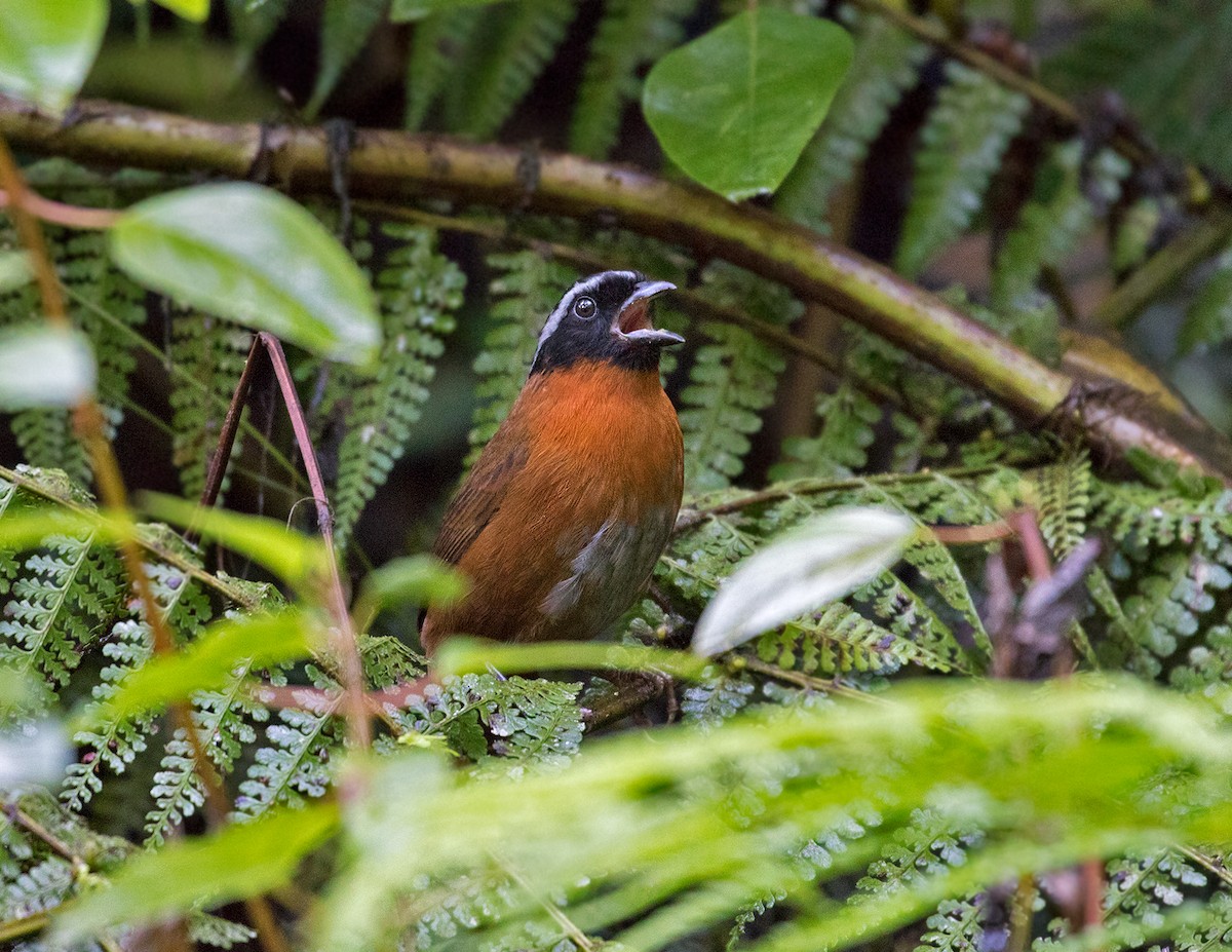 Tanager Finch - ML70942981