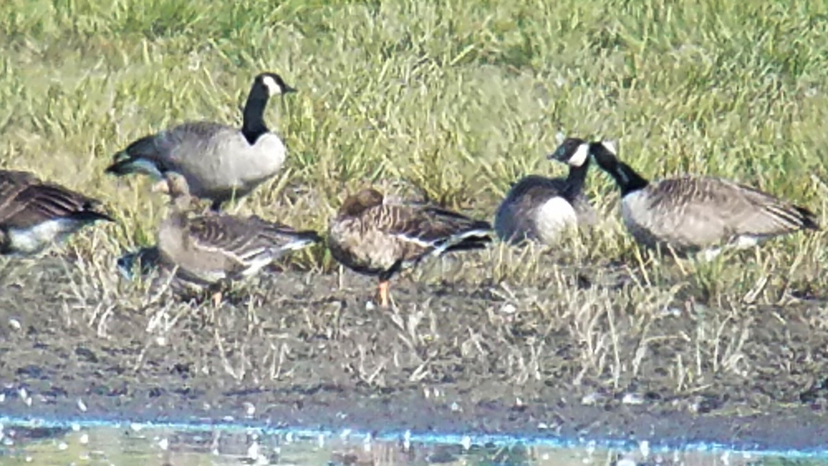 Greater White-fronted Goose - ML70943051