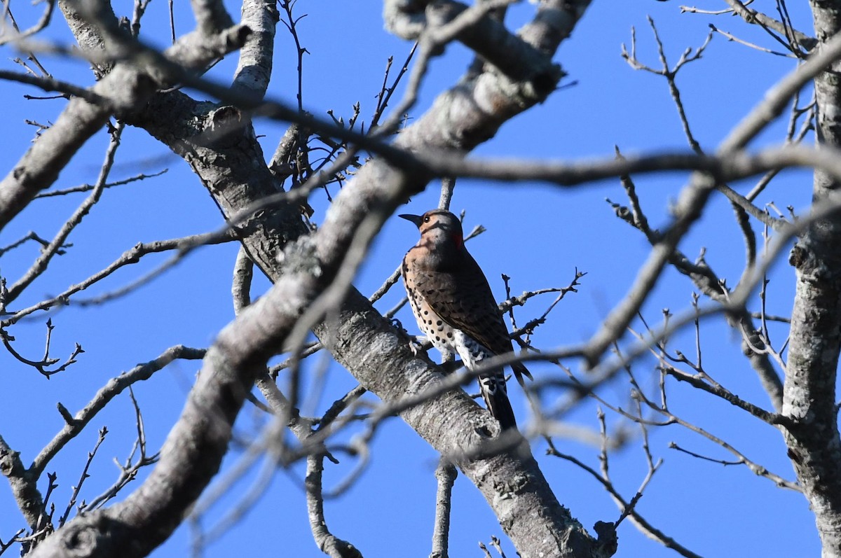 Northern Flicker (Yellow-shafted) - Barry Blust