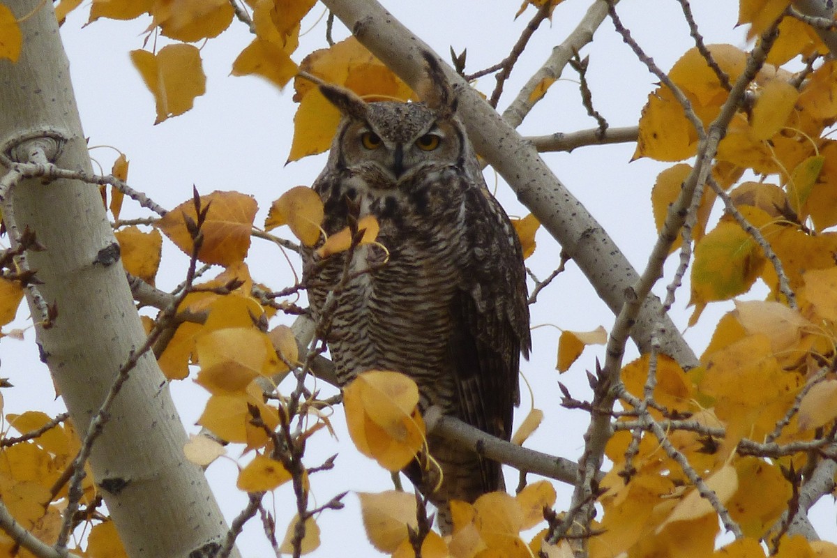 Great Horned Owl - ML70943261