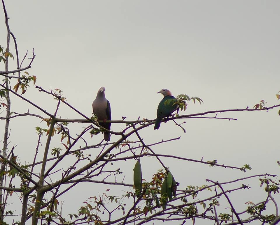Green Imperial-Pigeon (Rufous-naped) - Opwall Indonesia