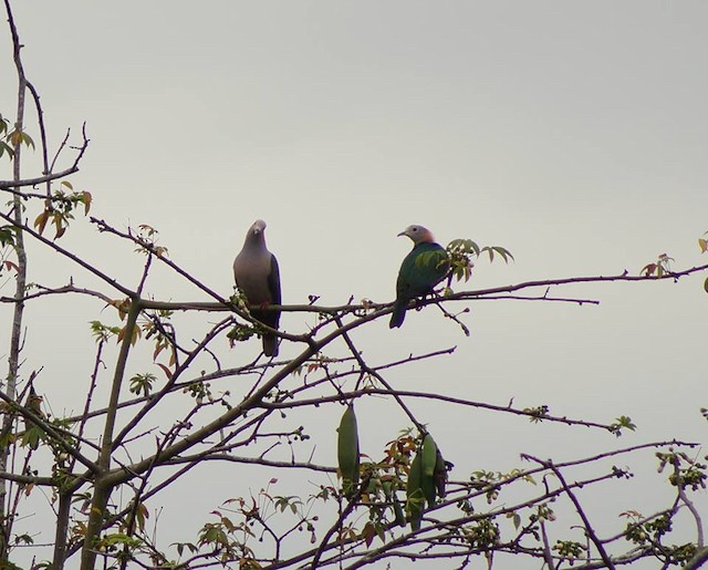 Green Imperial-Pigeon (Rufous-naped)