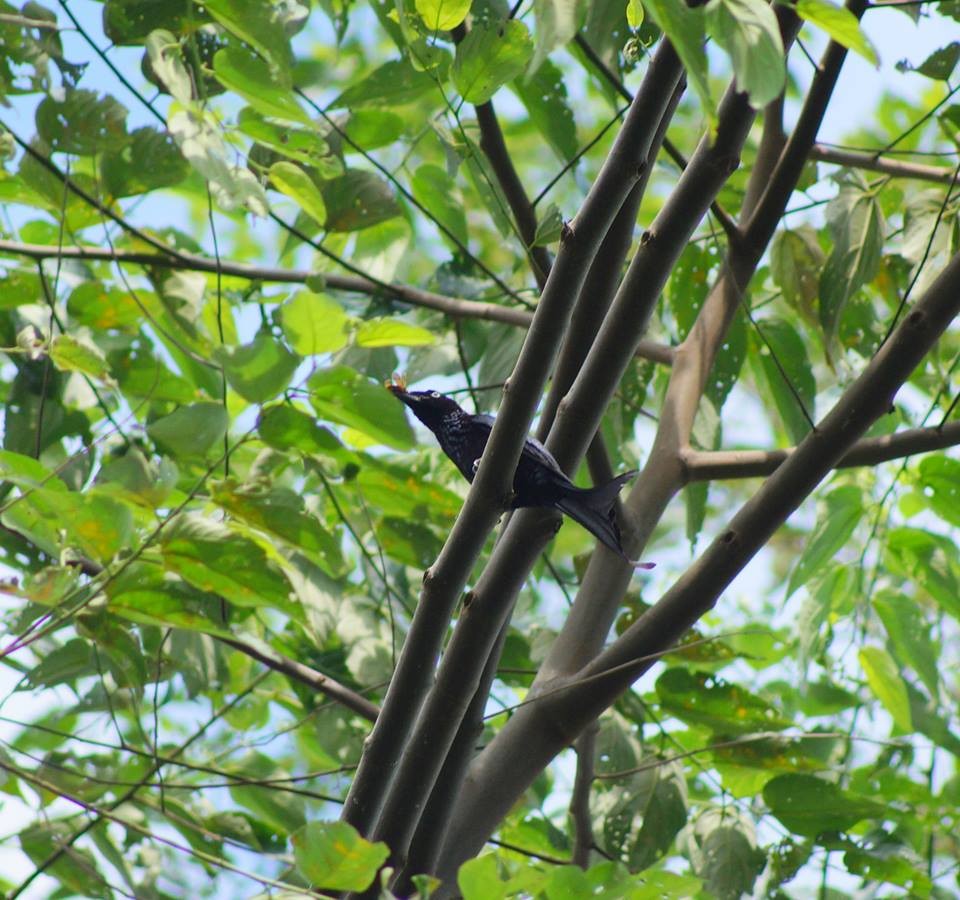 Hair-crested Drongo (White-eyed) - Opwall Indonesia