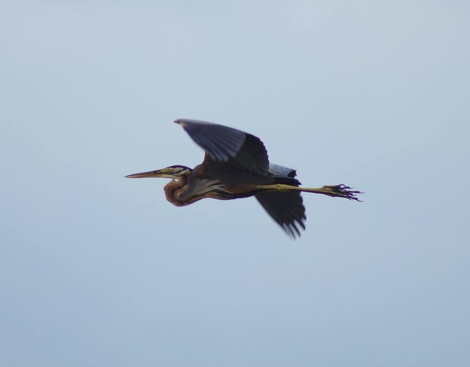 Purple Heron (Purple) - Opwall Indonesia