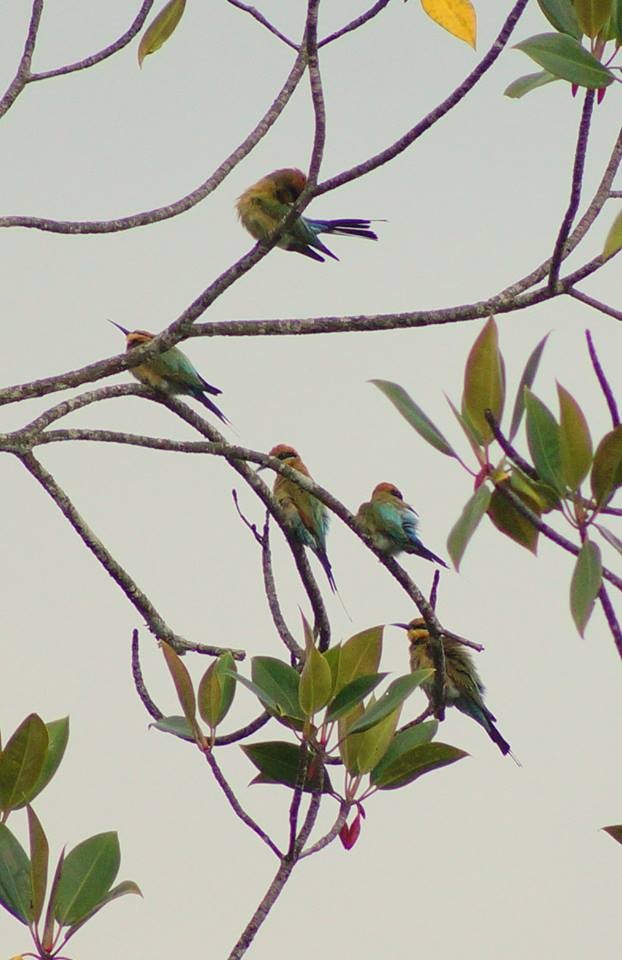 Rainbow Bee-eater - Opwall Indonesia