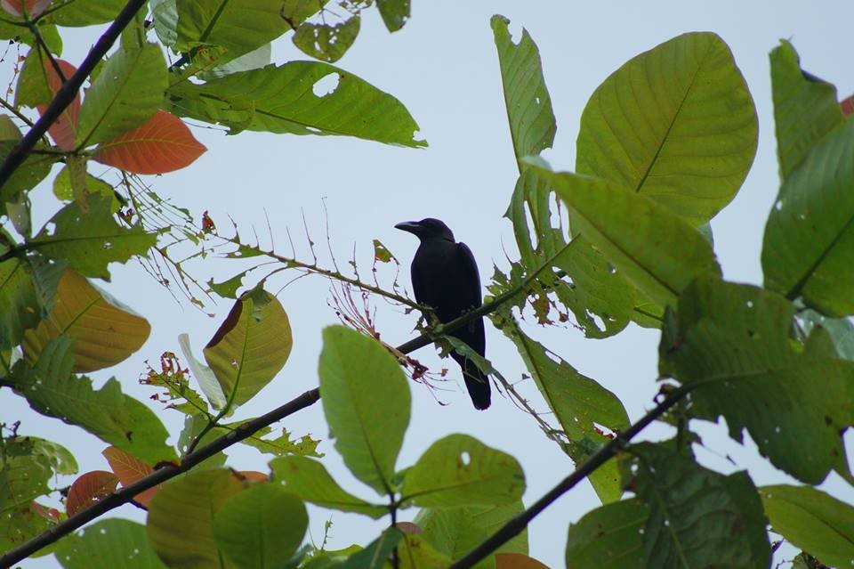 Slender-billed Crow (Sulawesi) - Opwall Indonesia