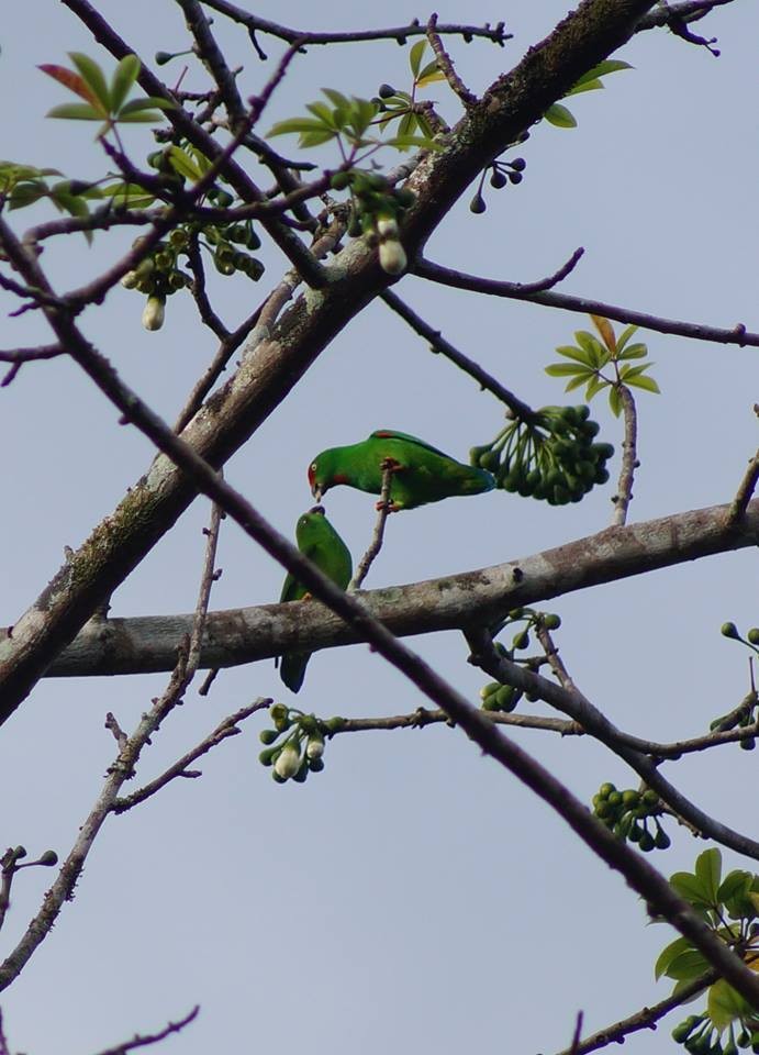 Sulawesi Hanging-Parrot - Opwall Indonesia