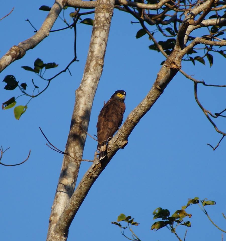 Sulawesi Serpent-Eagle - Opwall Indonesia