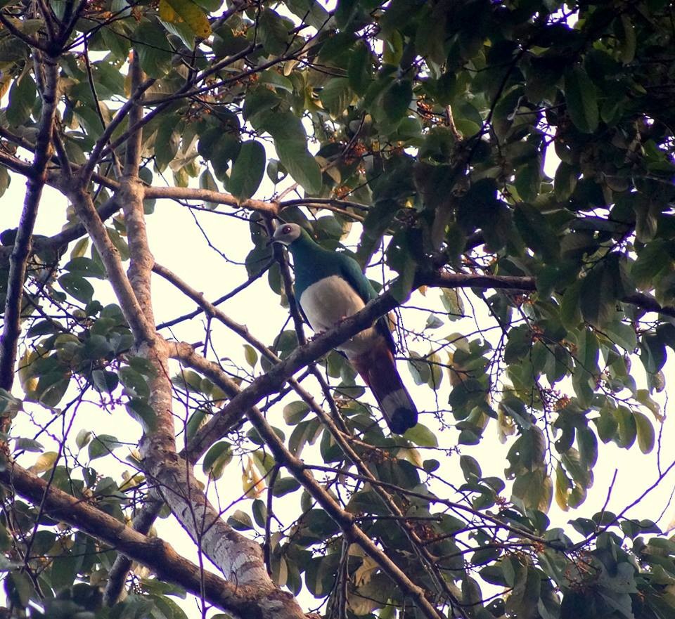 White-bellied Imperial-Pigeon - Opwall Indonesia