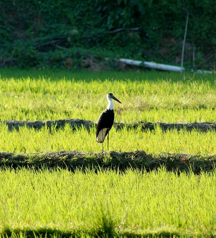Asian Woolly-necked Stork - Opwall Indonesia