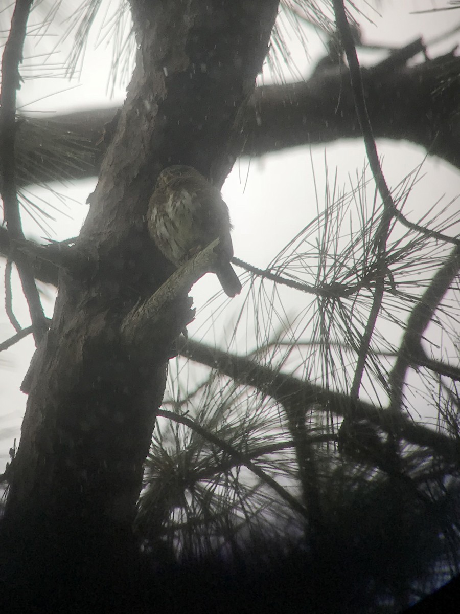 Northern Pygmy-Owl (Guatemalan) - ML70948661