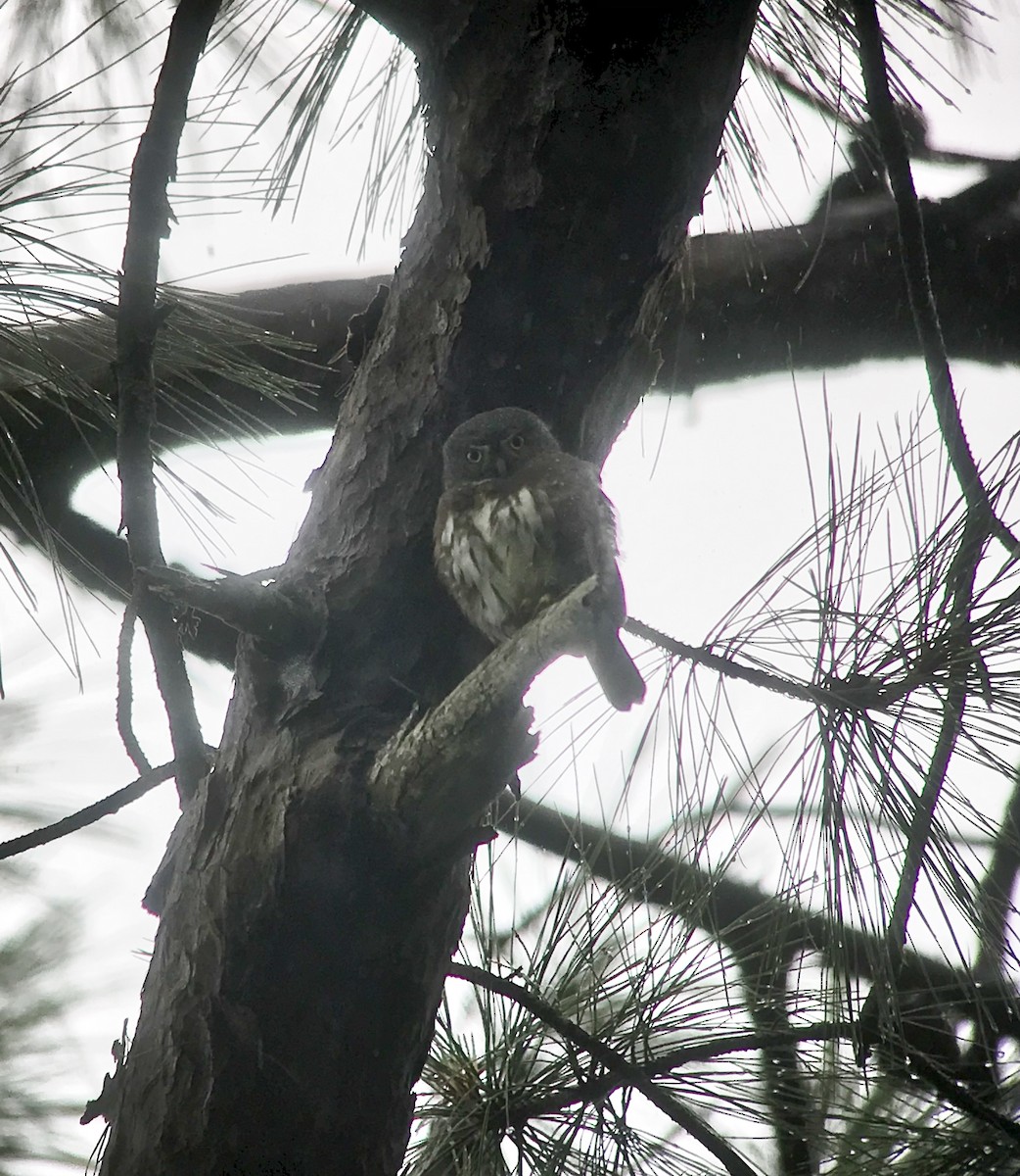Northern Pygmy-Owl (Guatemalan) - ML70948701