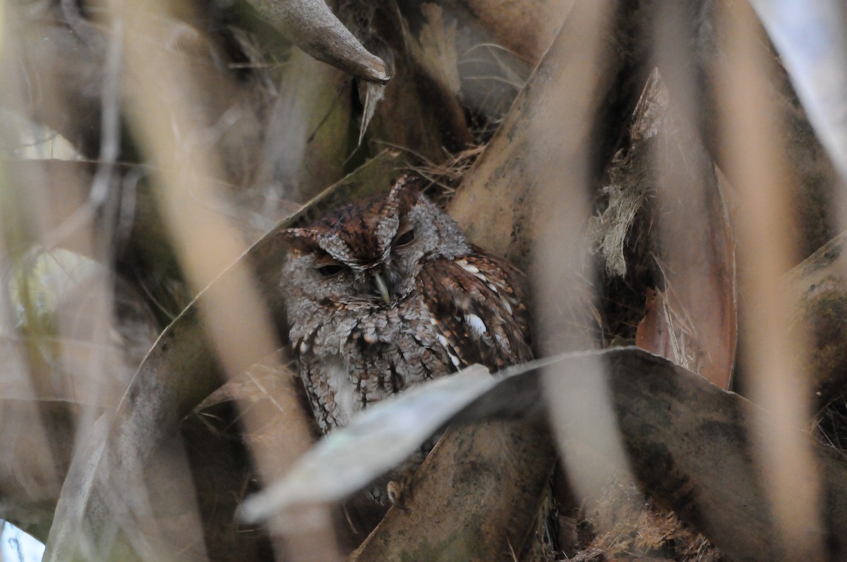 Eastern Screech-Owl (Northern) - marvin hyett