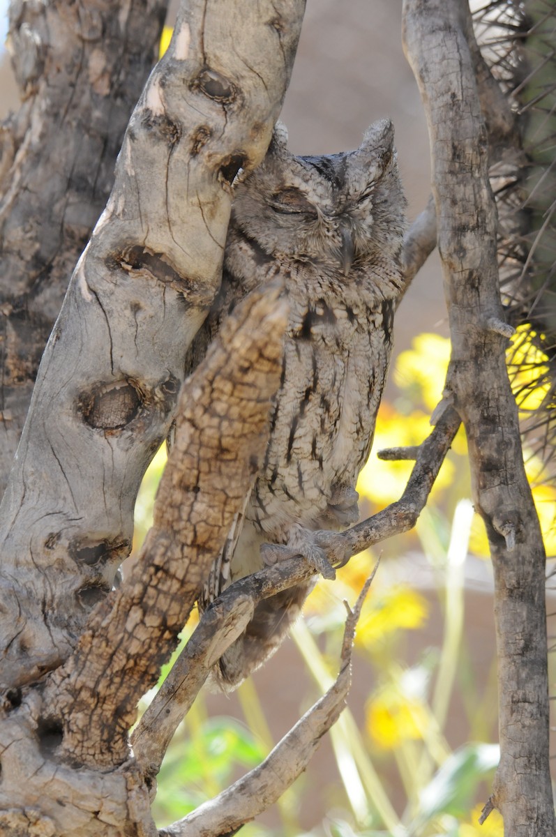 Western Screech-Owl (Northern) - marvin hyett