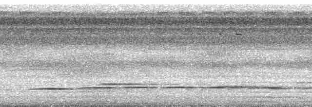 Streak-chested Antpitta (Pacific Slope) - ML7095