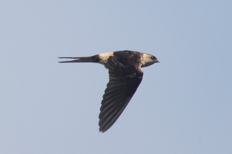 Red-rumped Swallow - Francis Yap