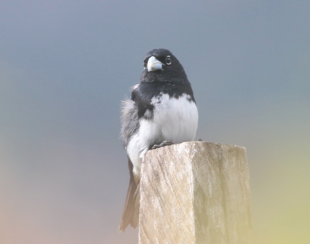 Black-and-white Seedeater - ML709508