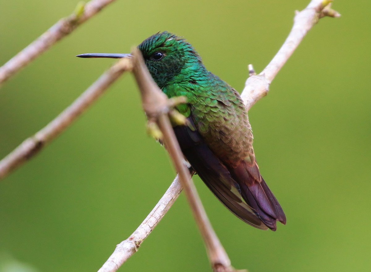 Green-bellied Hummingbird - ML709509