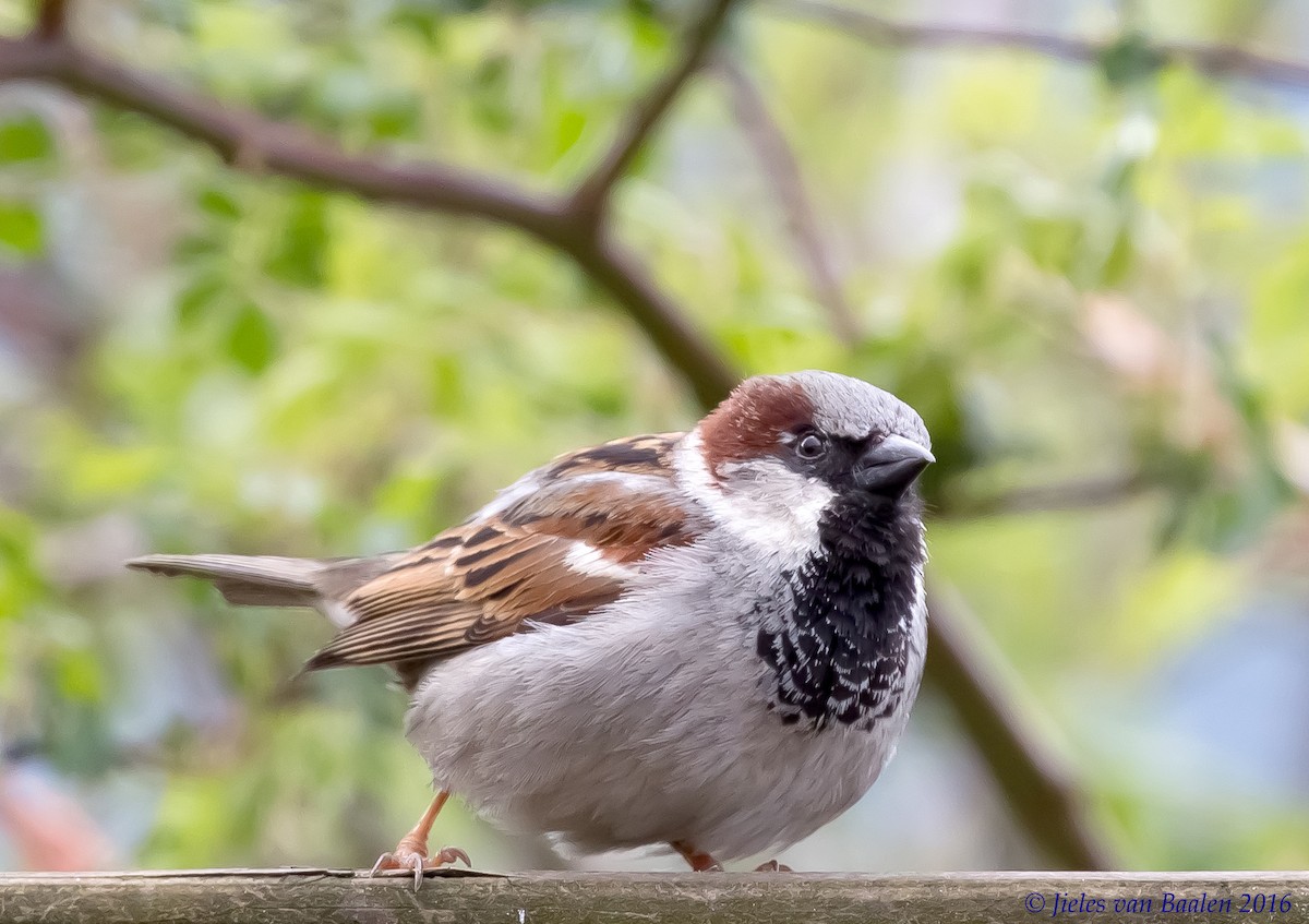 House Sparrow - Jieles van Baalen