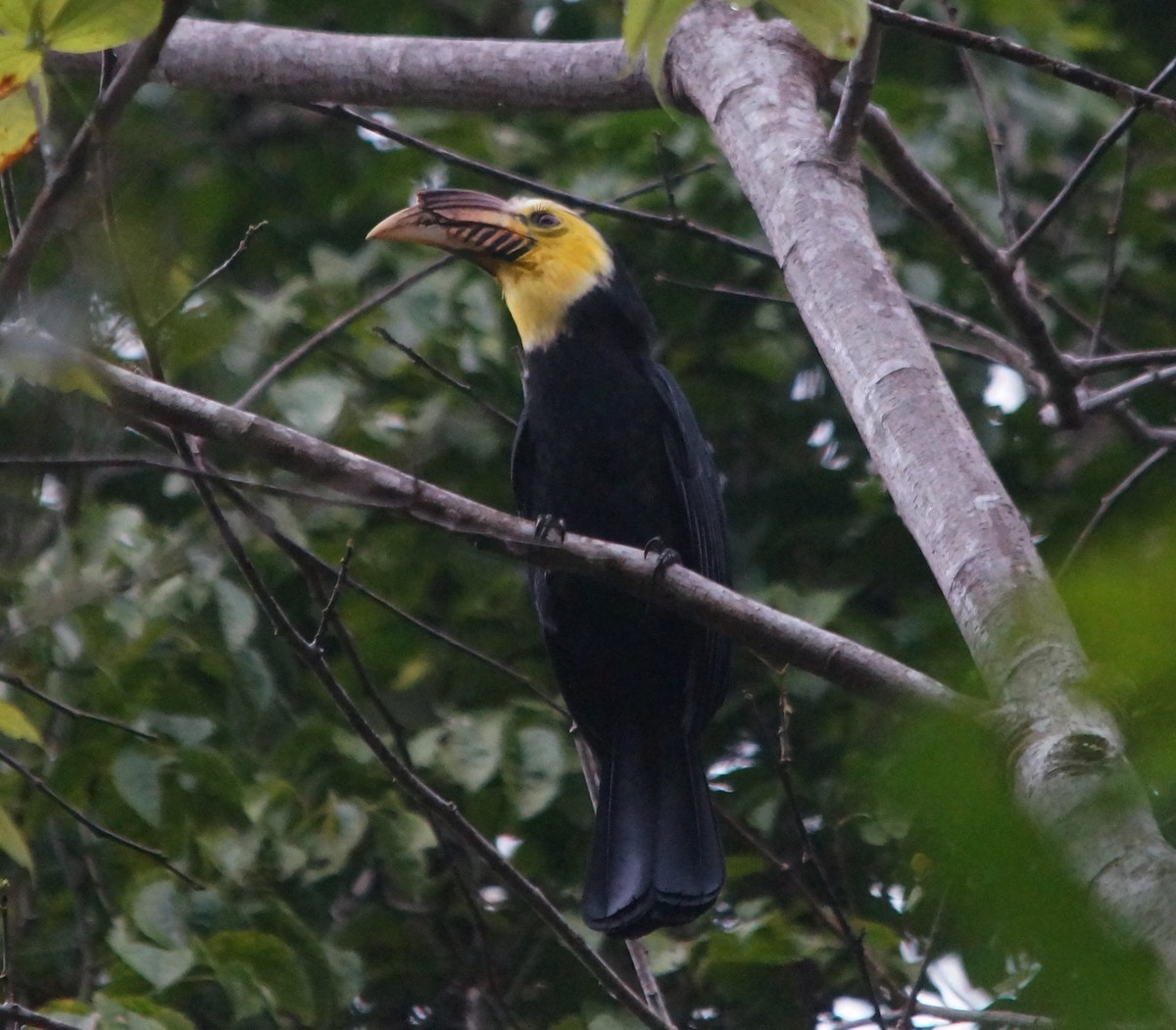 Sulawesi Hornbill (Sanford's) - ML709516
