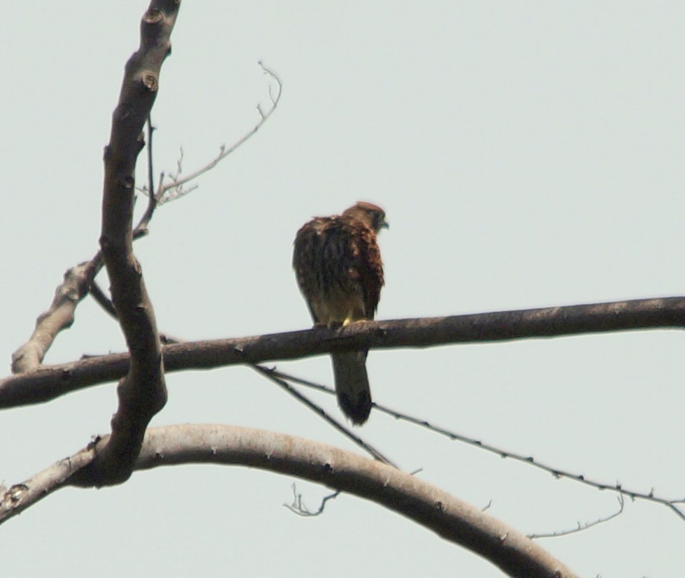 Spotted Kestrel - Opwall Indonesia
