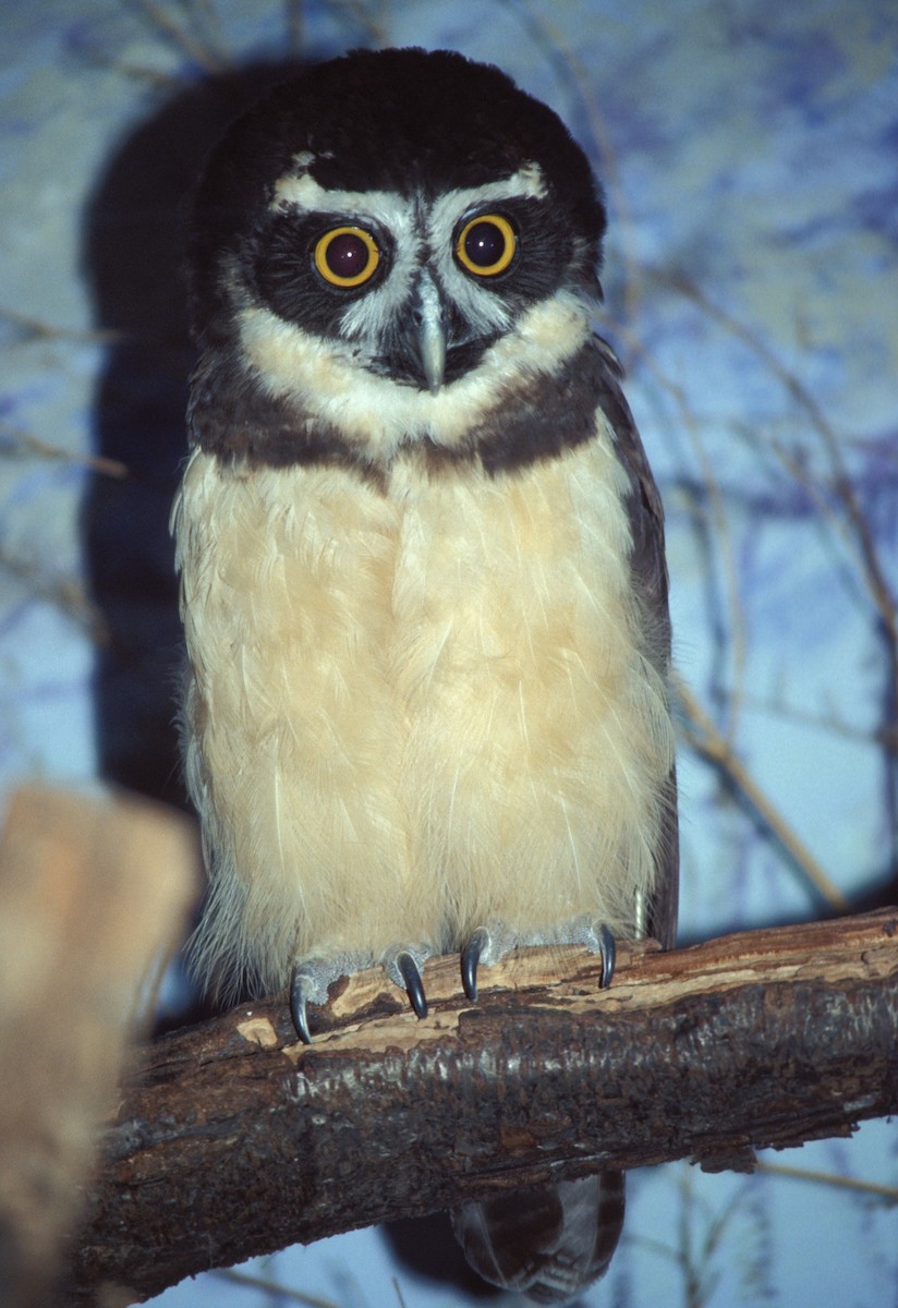 Spectacled Owl - marvin hyett