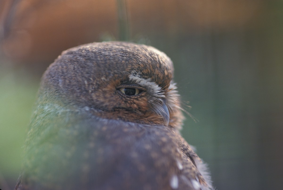 Elf Owl - marvin hyett