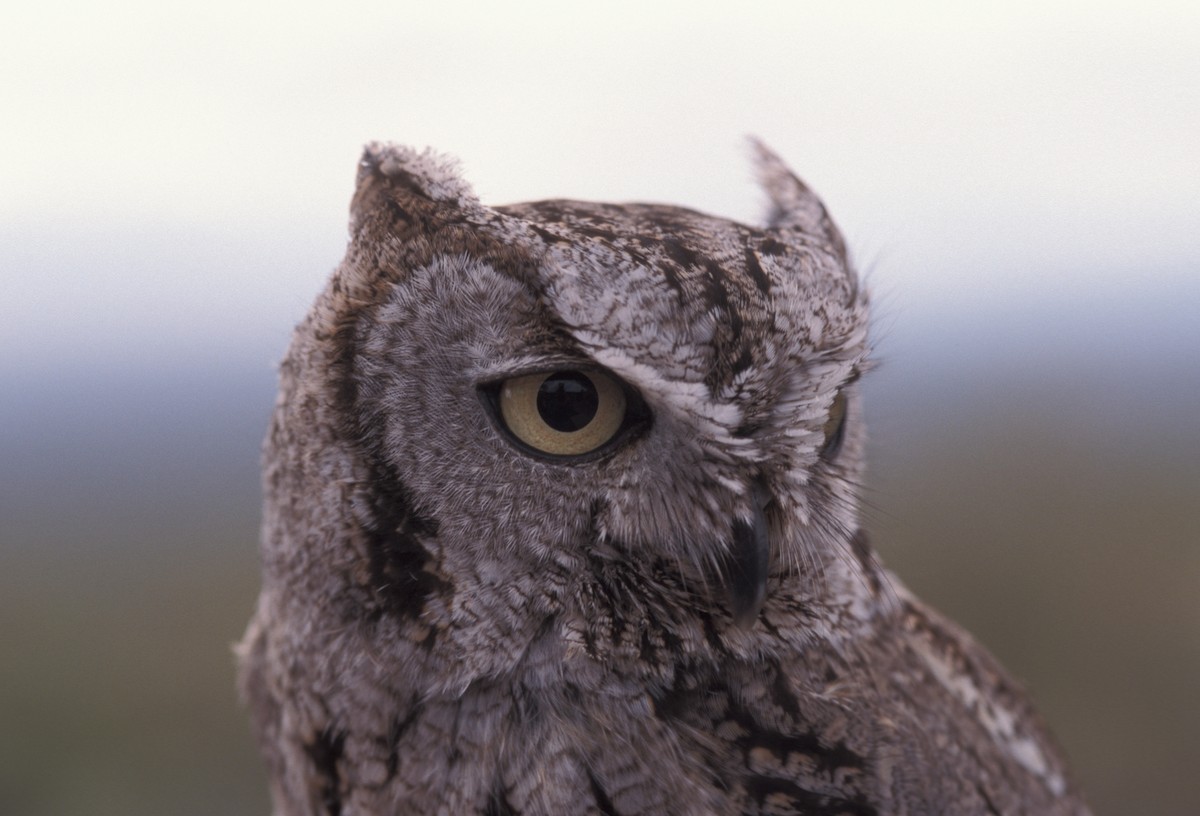 Western Screech-Owl (Northern) - marvin hyett
