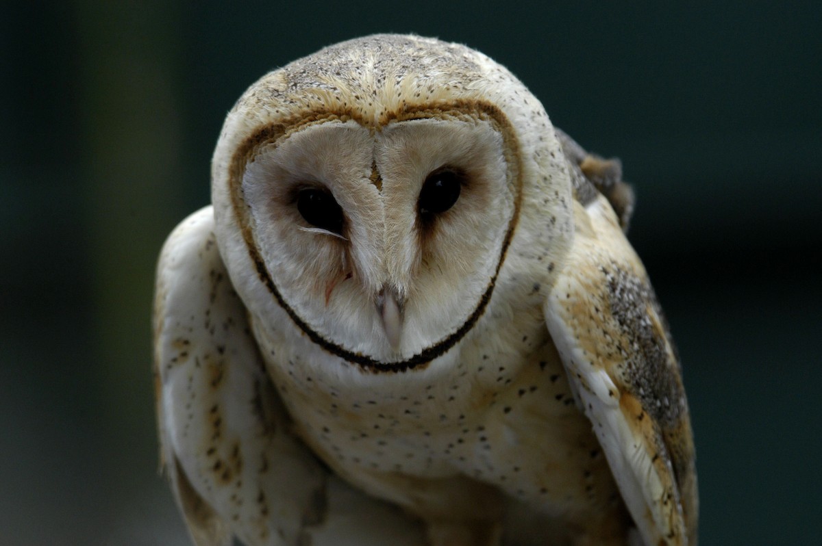 Barn Owl (American) - marvin hyett